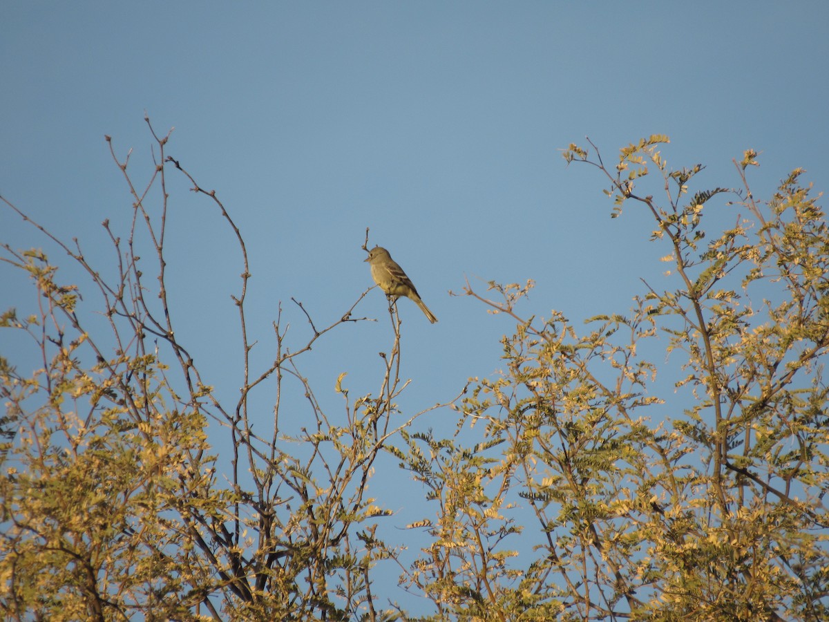 Gray/Dusky Flycatcher - ML628932059