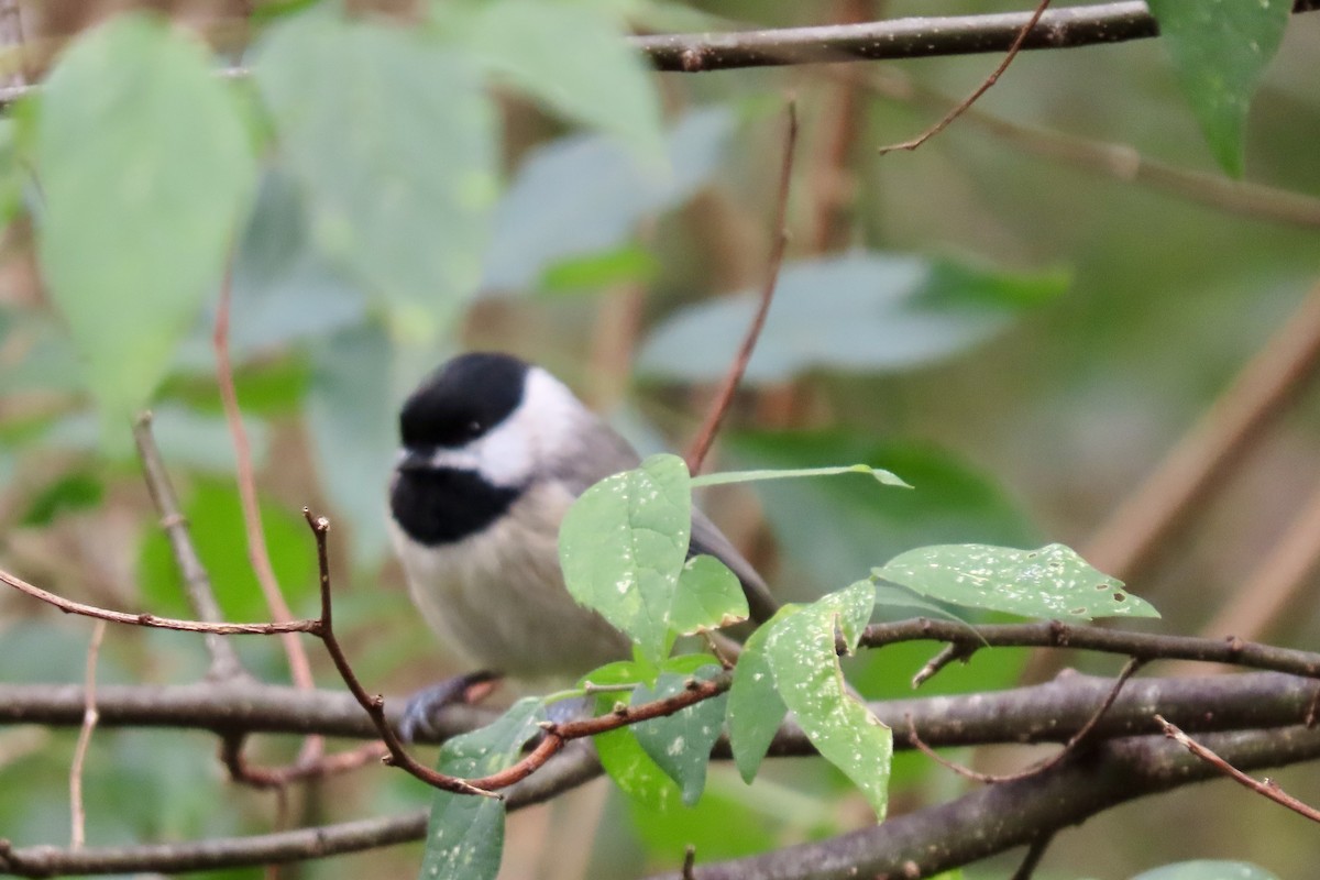 Carolina Chickadee - ML628932149