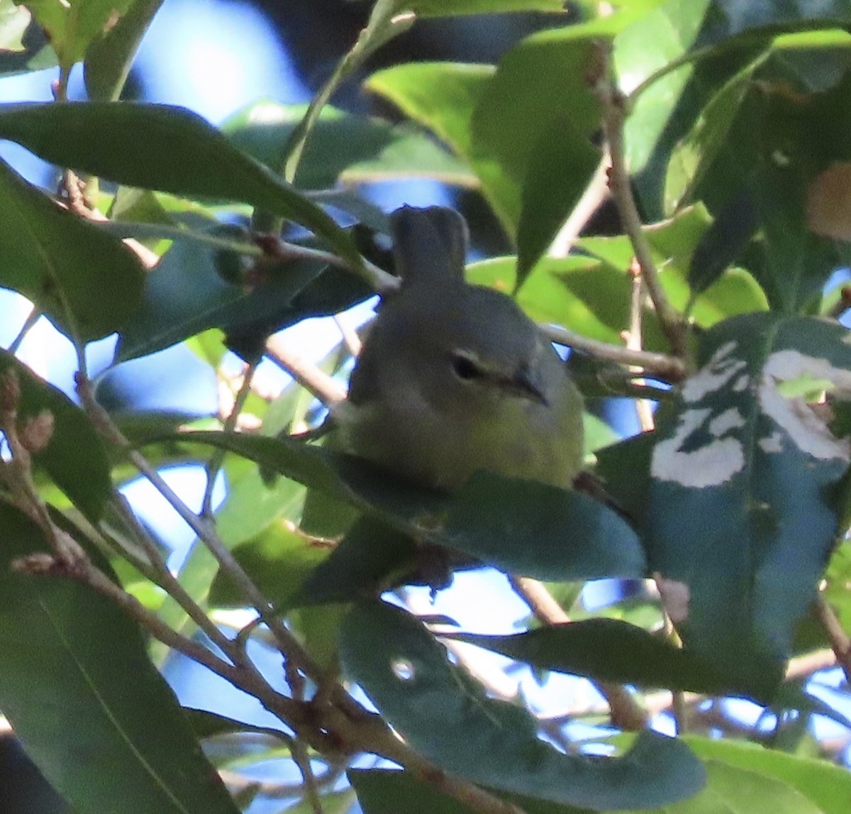 Orange-crowned Warbler - ML628932223