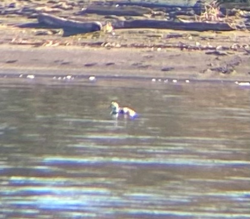 Long-tailed Duck - ML628932385