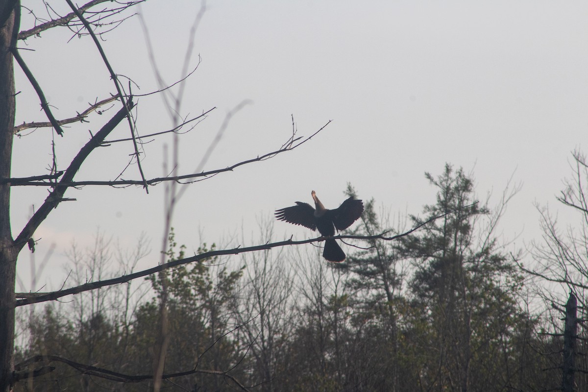 Anhinga - ML628932452