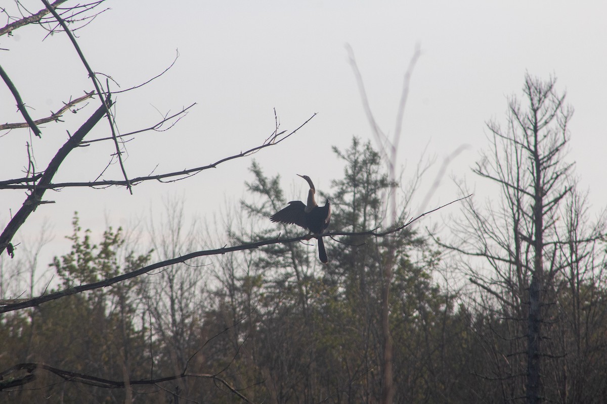 Anhinga - ML628932453