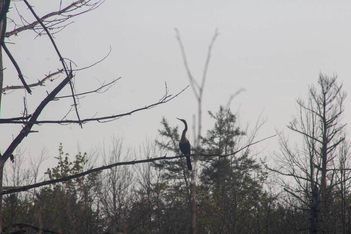 Anhinga - ML628932454