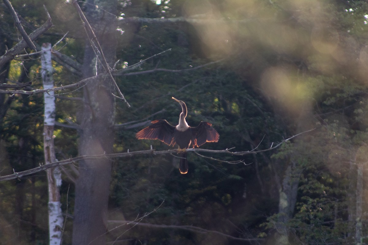 Anhinga - ML628932455