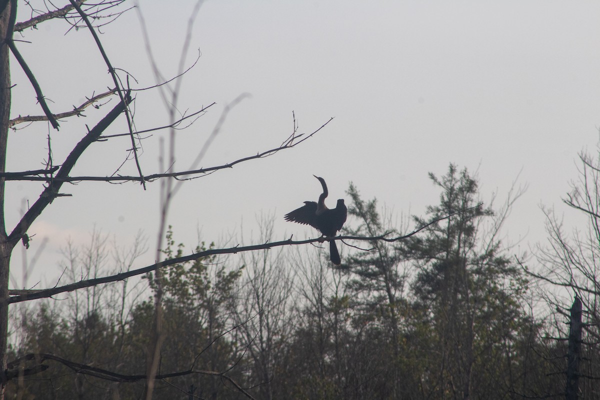 Anhinga - ML628932457