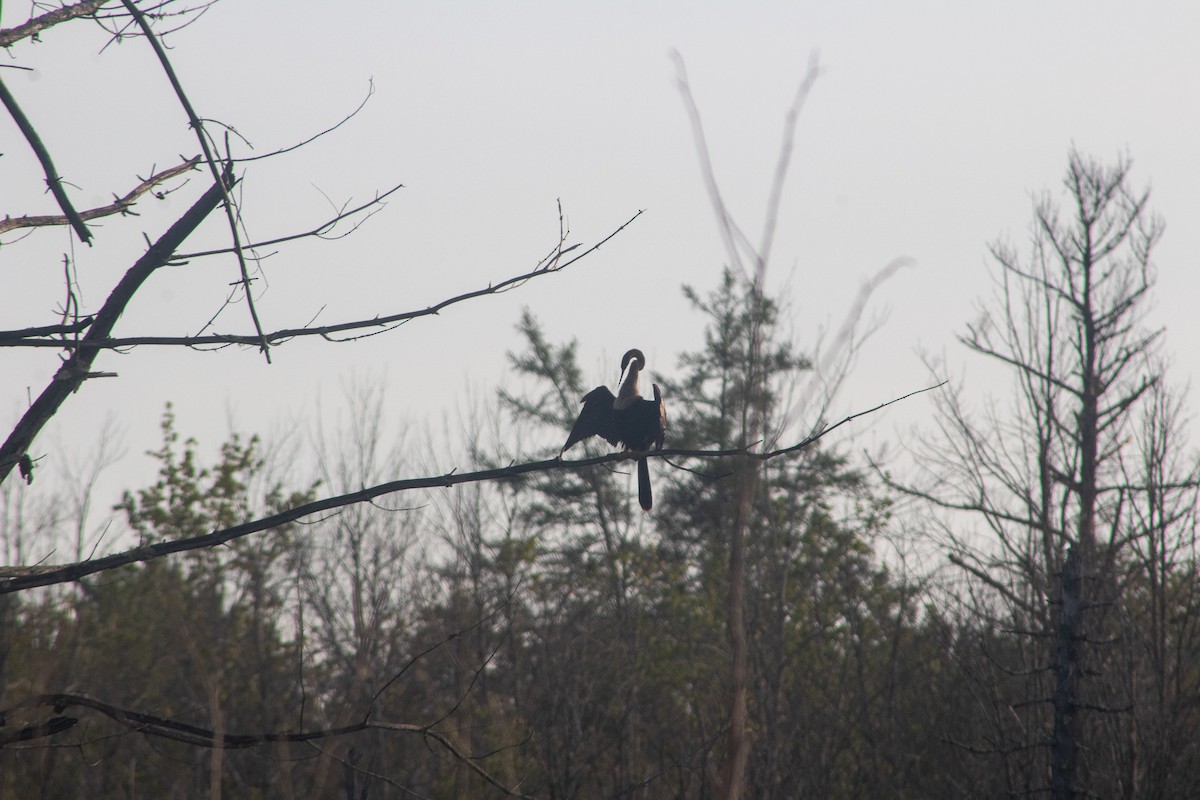 Anhinga - ML628932458