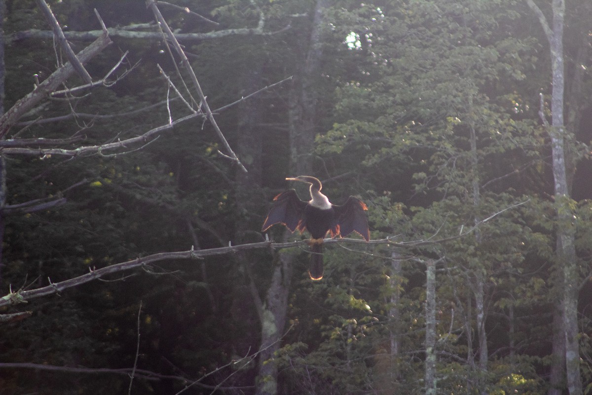 Anhinga - ML628932459