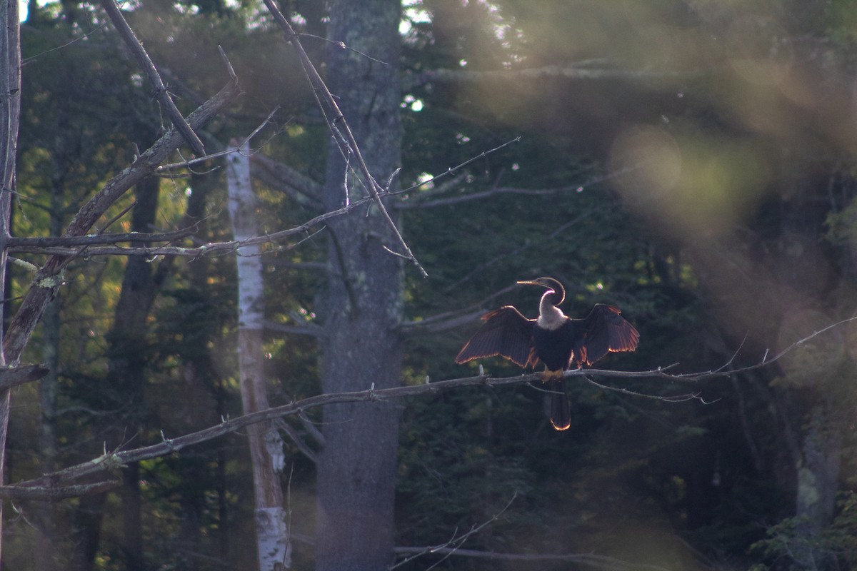Anhinga - ML628932460
