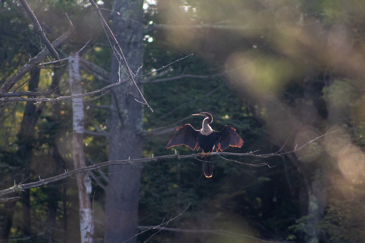 Anhinga - ML628932461