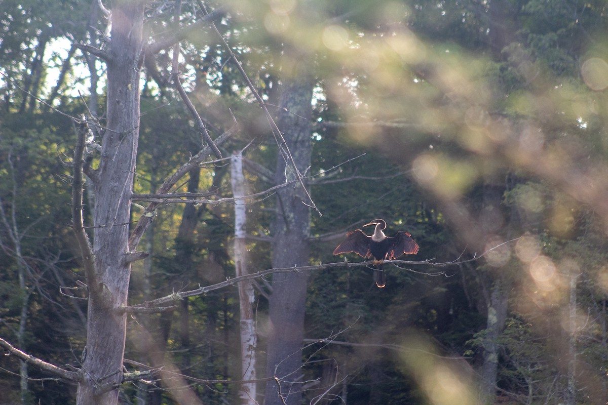 Anhinga - ML628932462