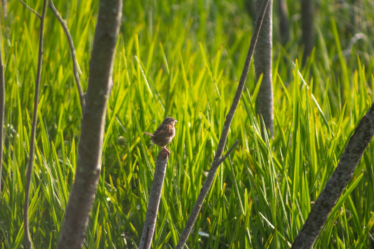 Song Sparrow - ML628932550