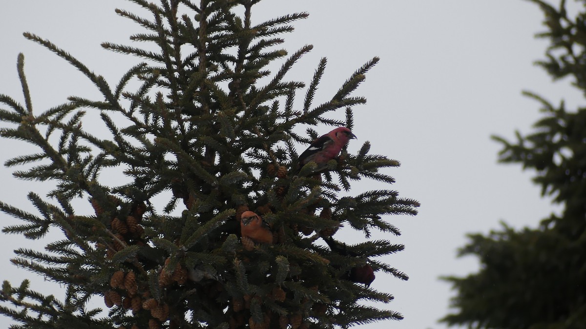 Тольт солбин хошуут - ML628932695