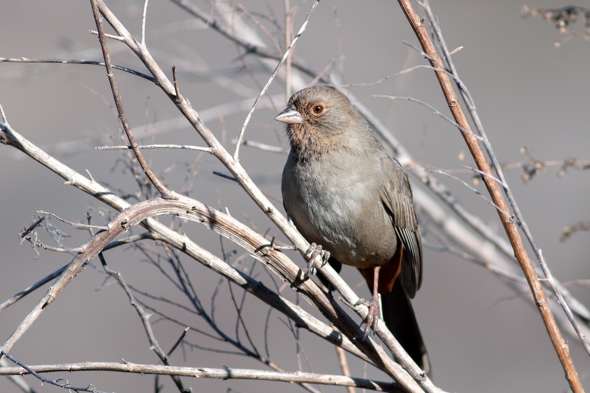 California Towhee - ML628932740