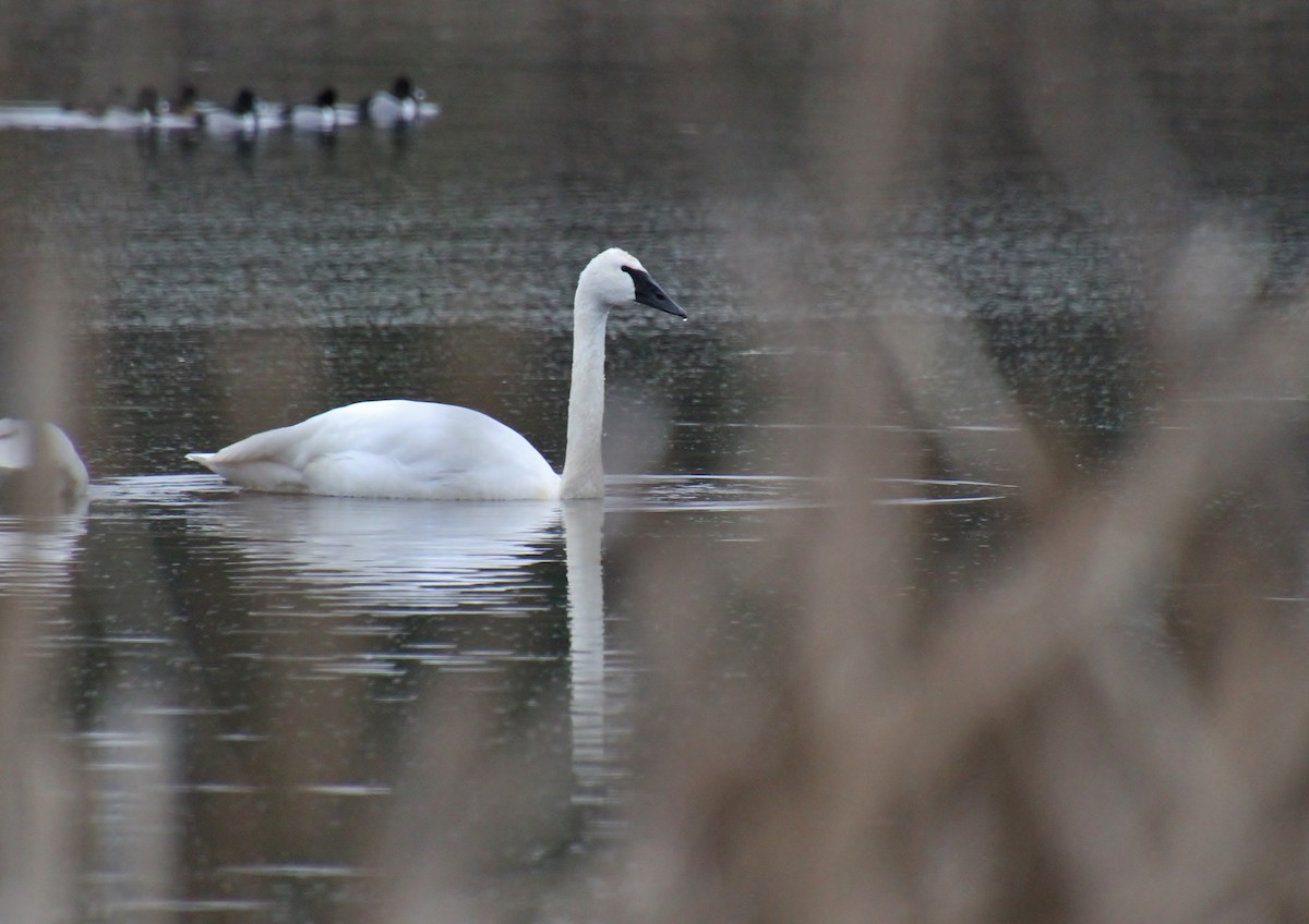 Trumpeter Swan - ML628932832