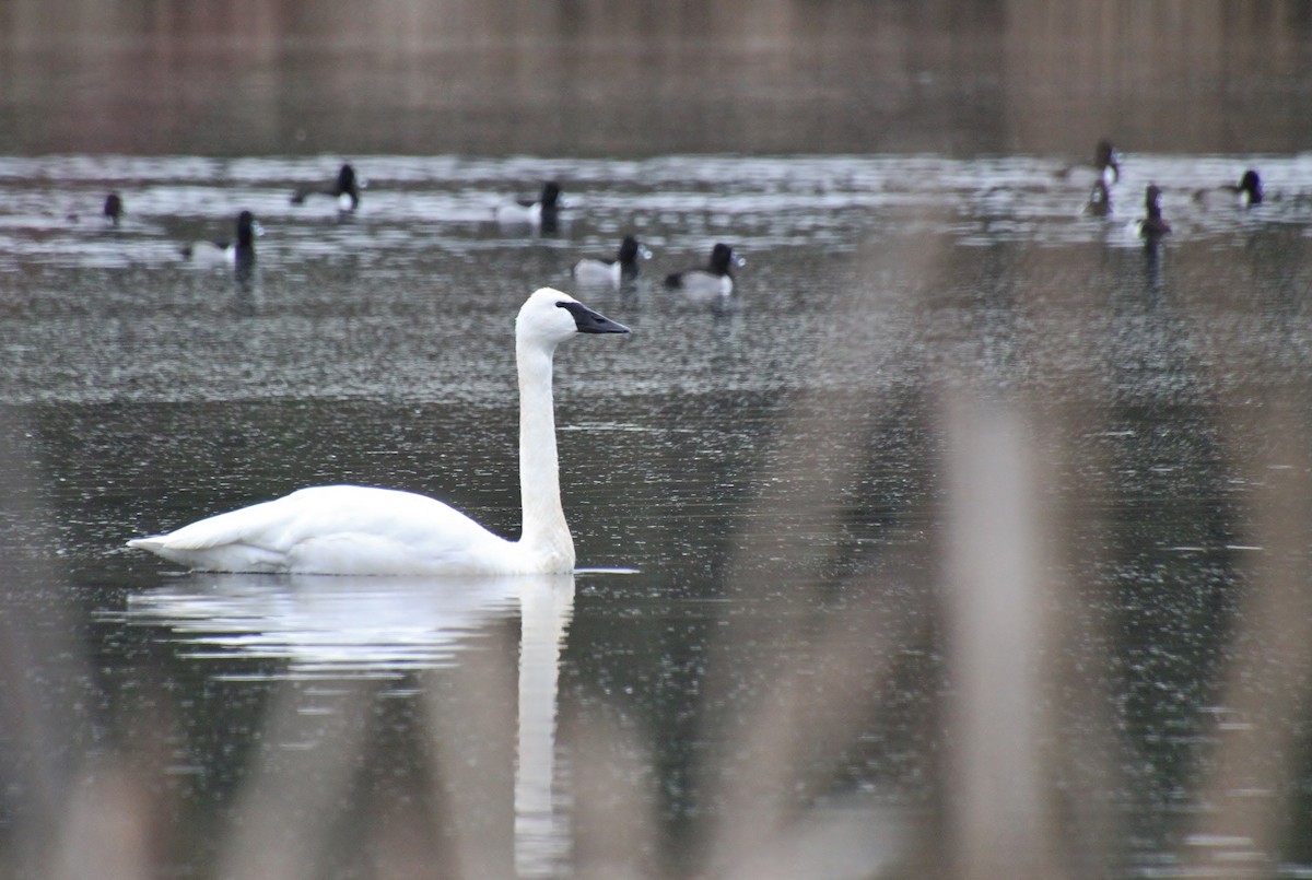 Trumpeter Swan - ML628932842