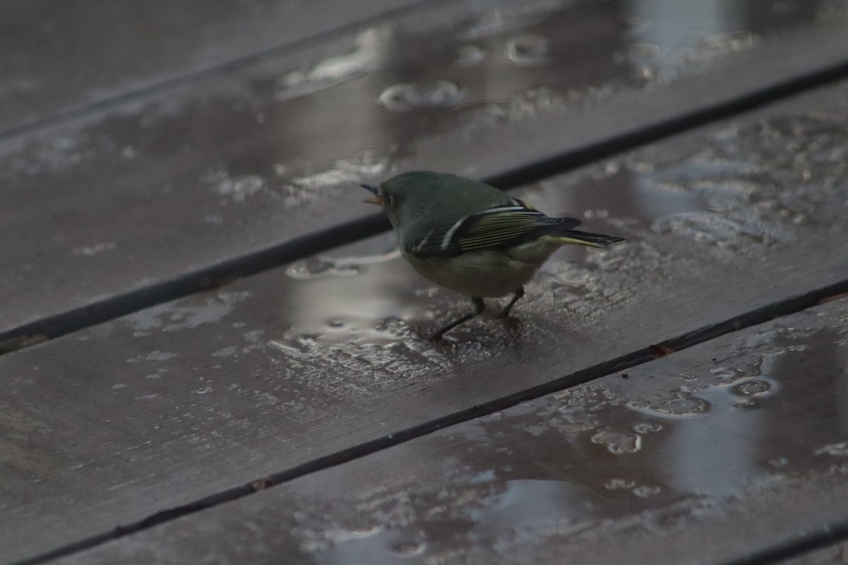 Ruby-crowned Kinglet - ML628933531