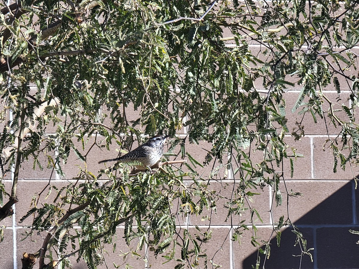 Cactus Wren - ML628933758