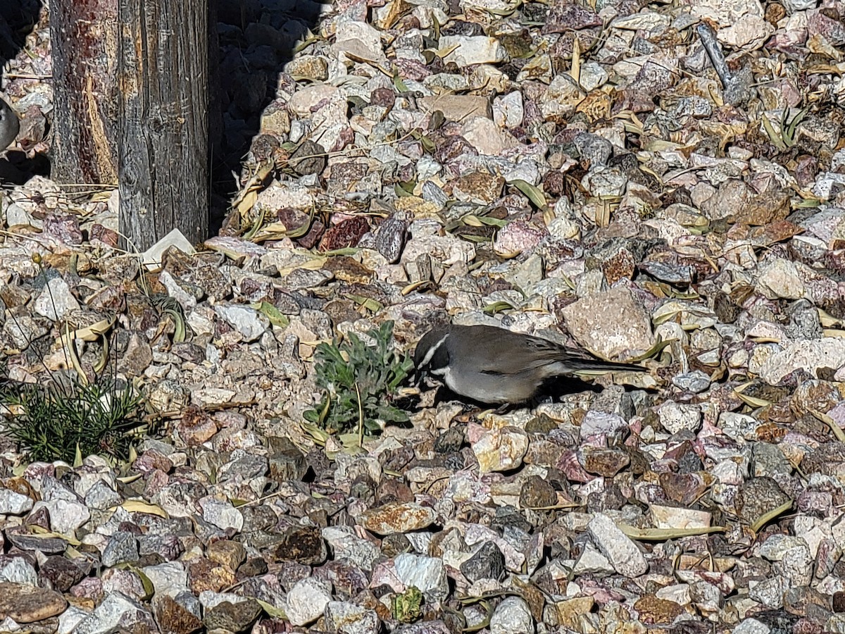 Black-throated Sparrow - ML628933779