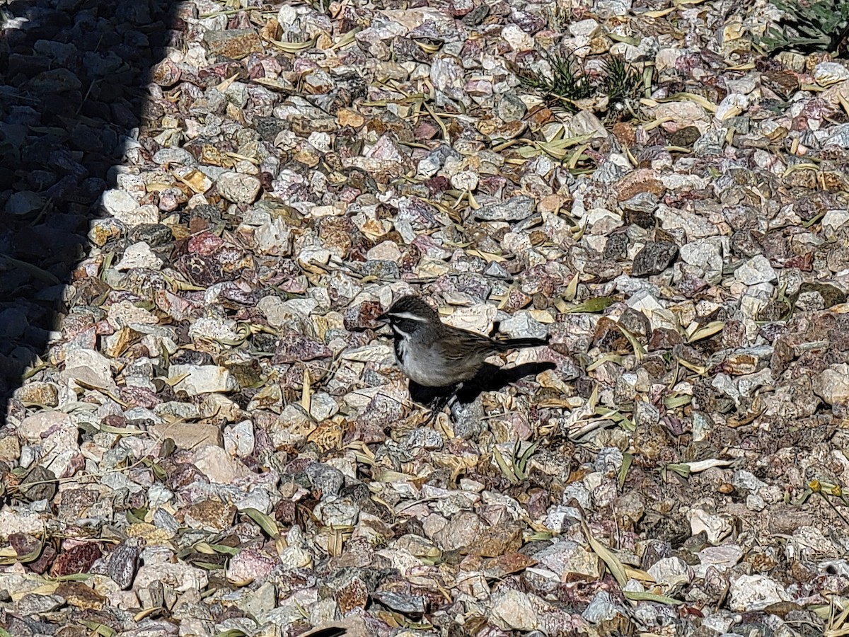 Black-throated Sparrow - ML628933780