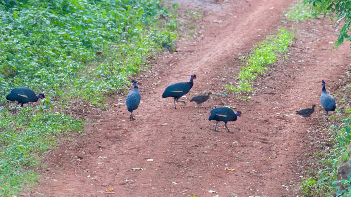 Eastern Crested Guineafowl - ML628933957