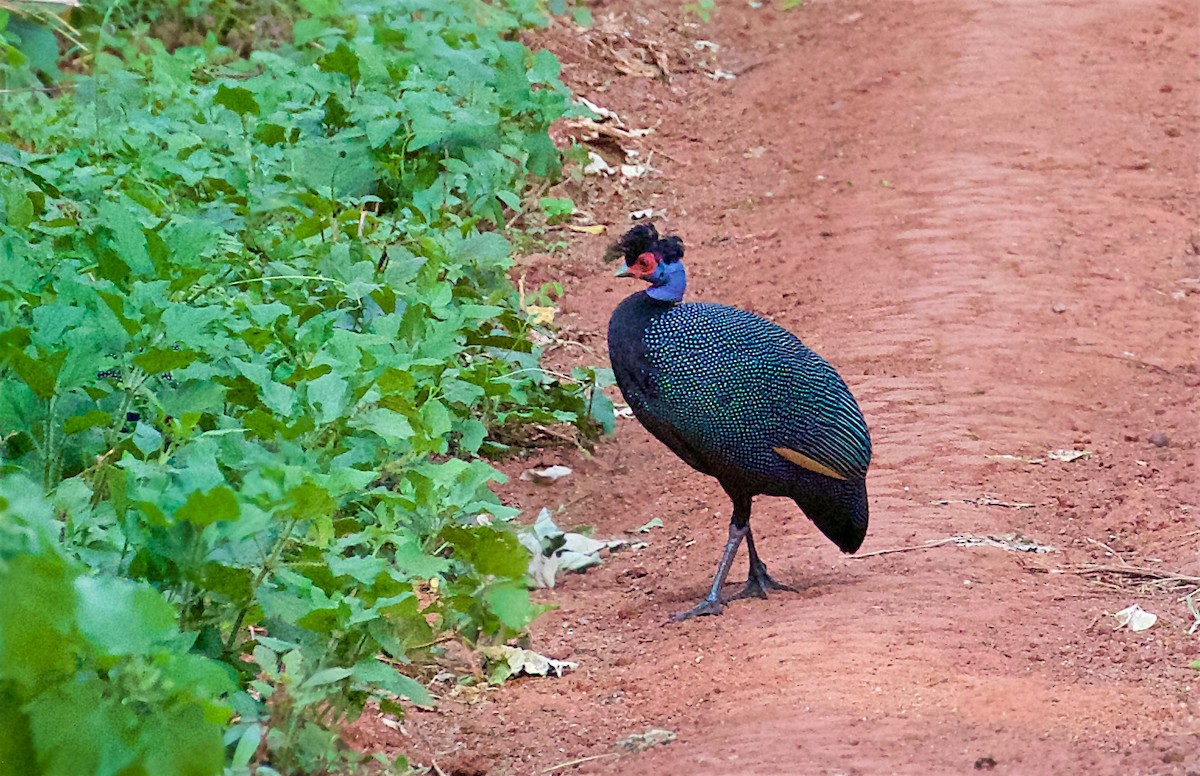 Eastern Crested Guineafowl - ML628933958