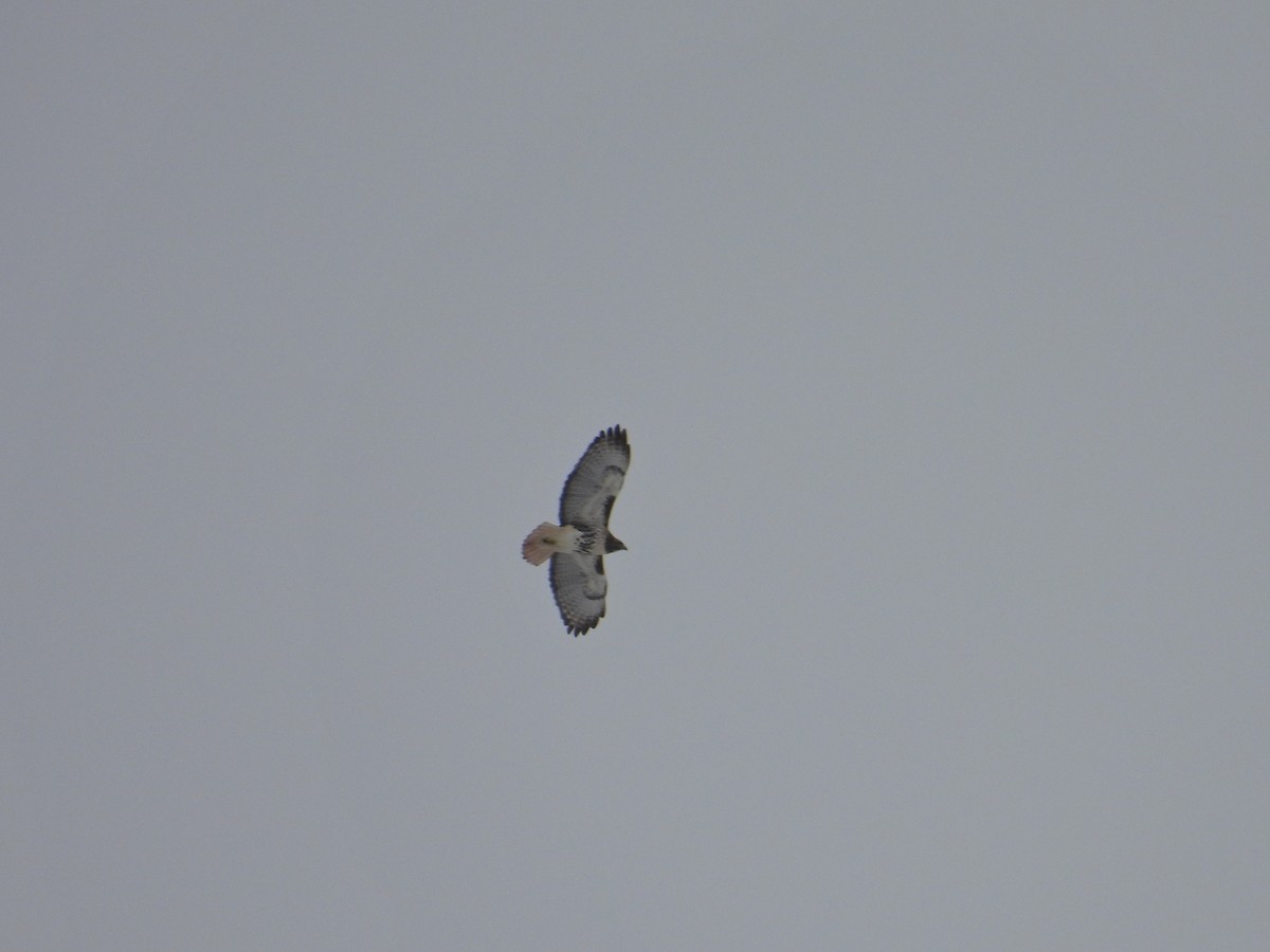 Red-tailed Hawk - ML628934110
