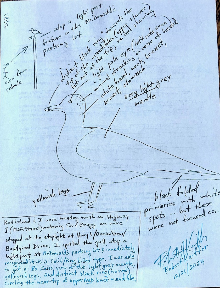 Ring-billed Gull - ML628934228
