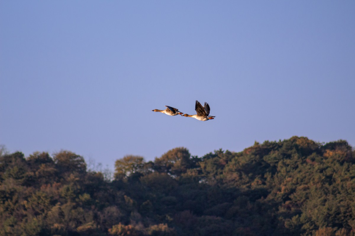 husa tundrová - ML628934263