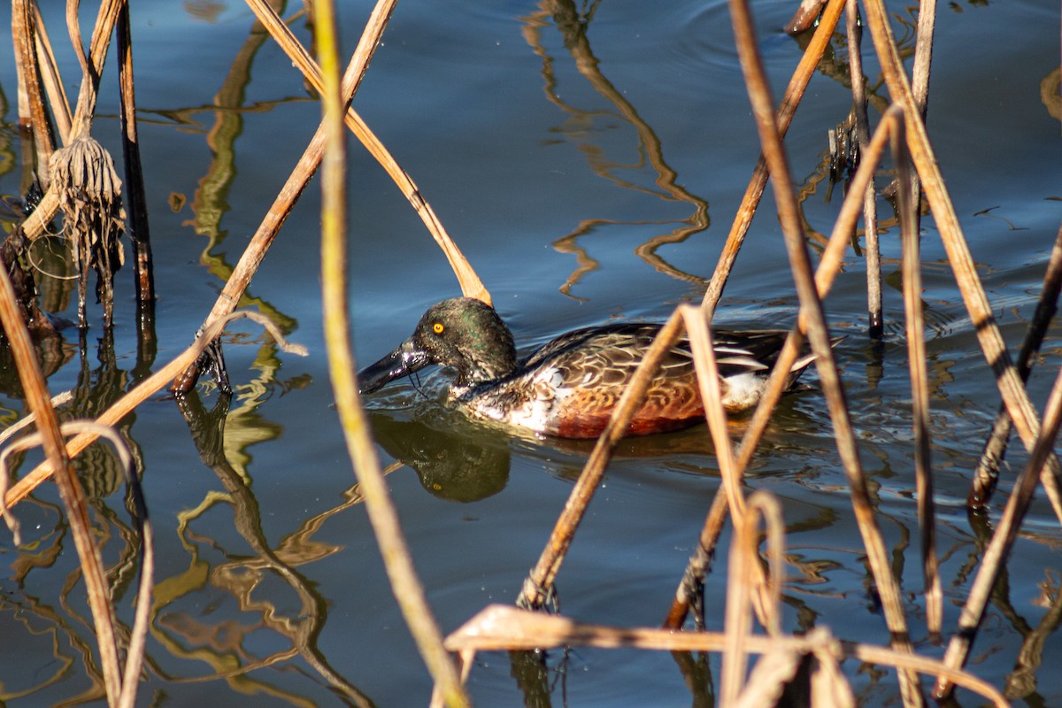 lžičák pestrý - ML628934282