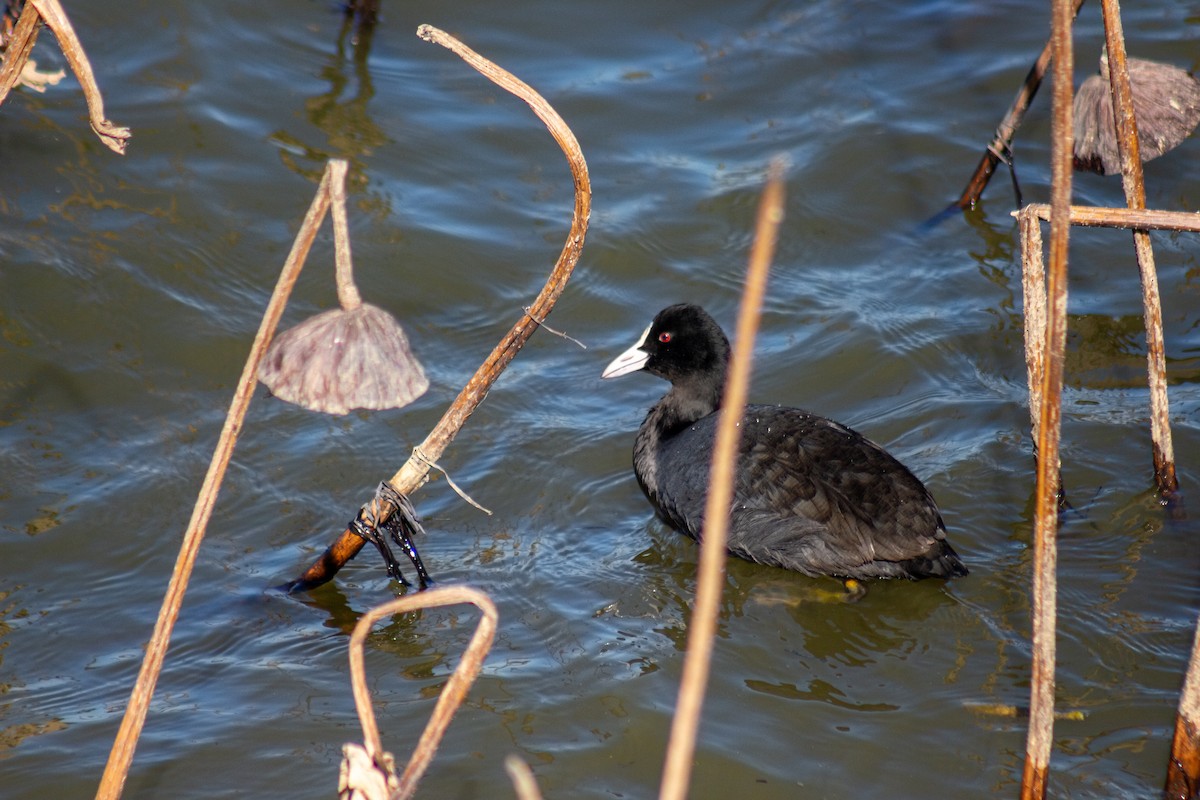 lyska černá - ML628934297