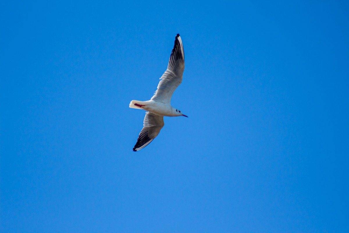 racek chechtavý - ML628934312