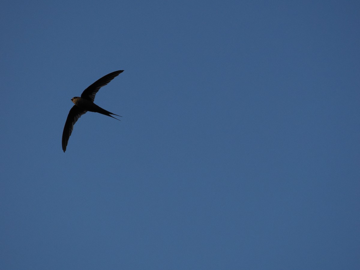 Malagasy Palm Swift - ML628934484