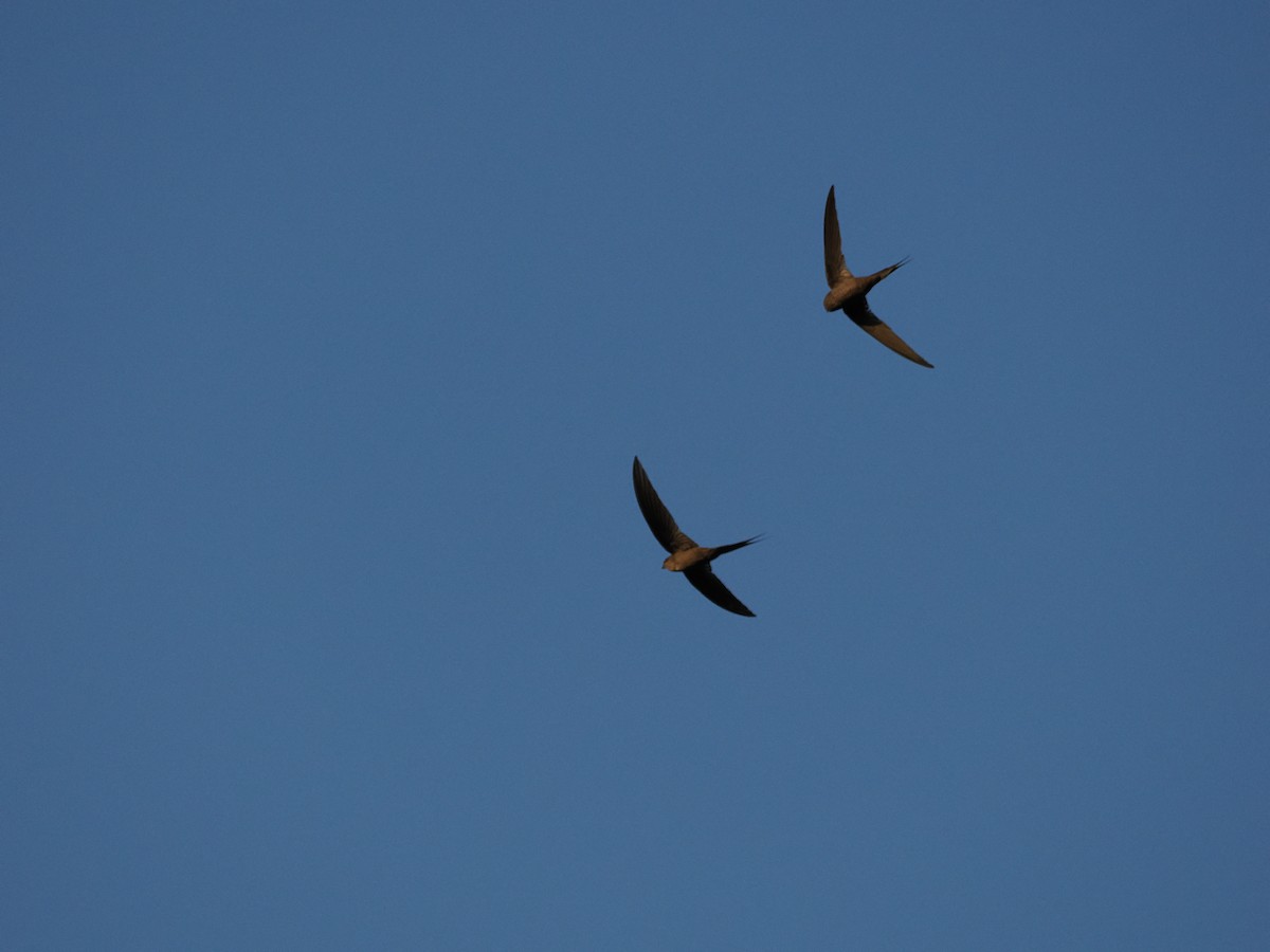 Malagasy Palm Swift - ML628934485