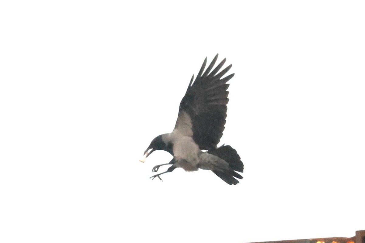 Саарал хэрээ - ML628934554