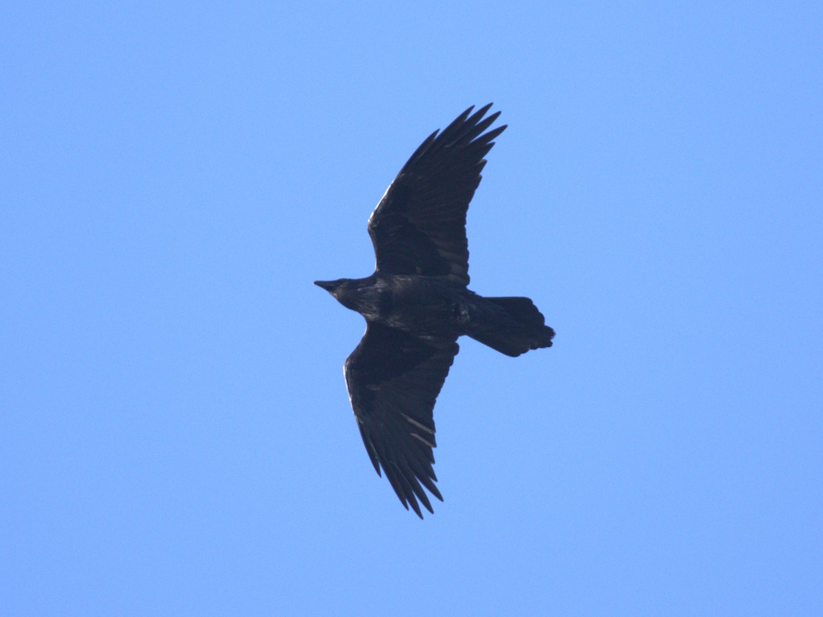 Common Raven - ML628934575