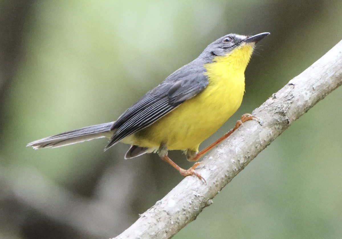 Gray-and-gold Warbler - ML628934639