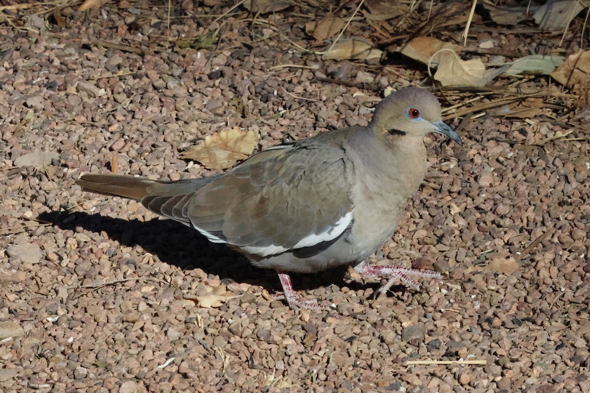 White-winged Dove - ML628934700