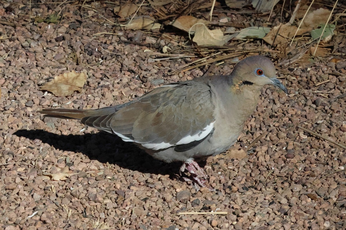 White-winged Dove - ML628934701