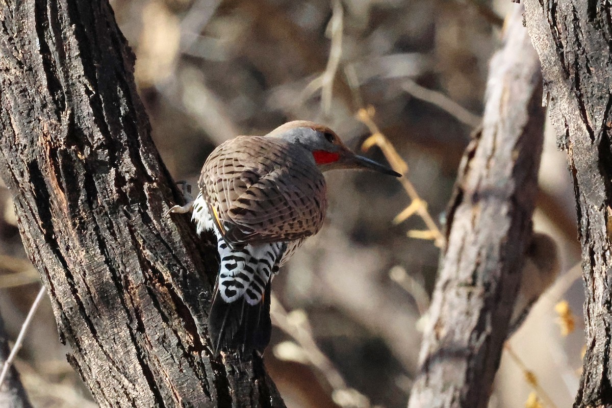 Gilded Flicker - ML628934725