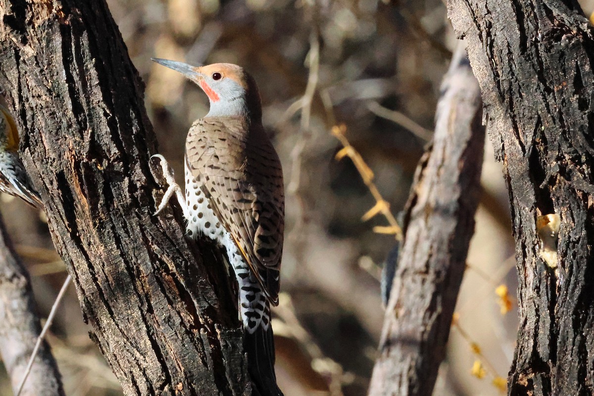 Gilded Flicker - ML628934726