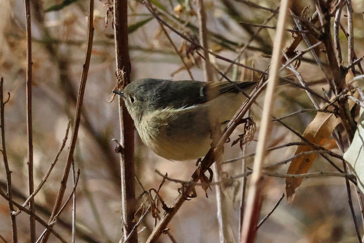 Ruby-crowned Kinglet - ML628934730