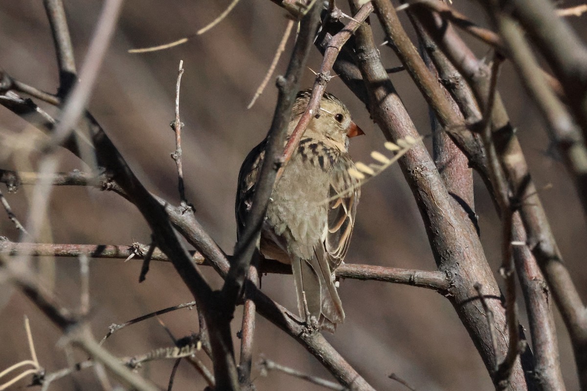 Harris's Sparrow - ML628934739