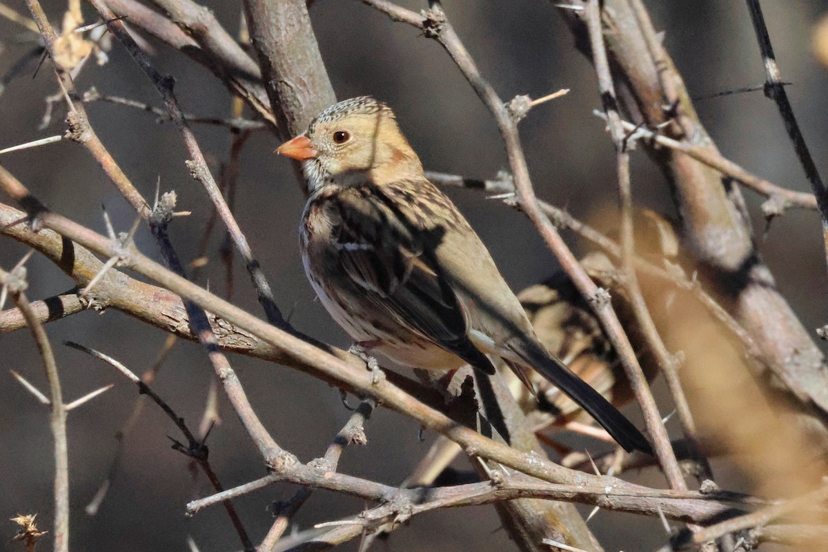 Harris's Sparrow - ML628934740