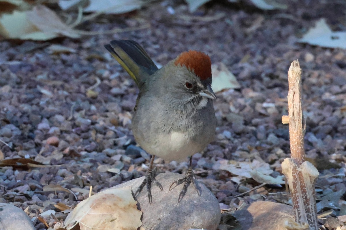 Green-tailed Towhee - ML628934745