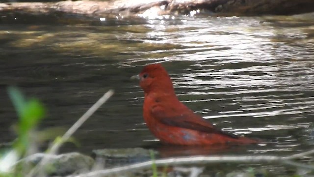 Summer Tanager - ML628934775