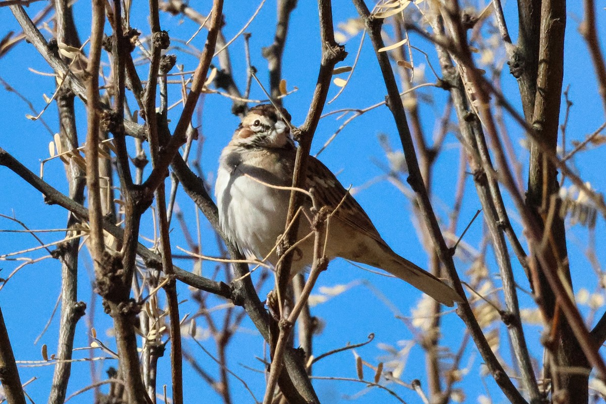 Lark Sparrow - ML628934811