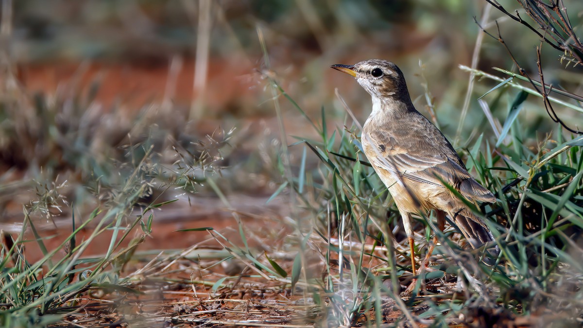 Plain-backed Pipit - ML628934845
