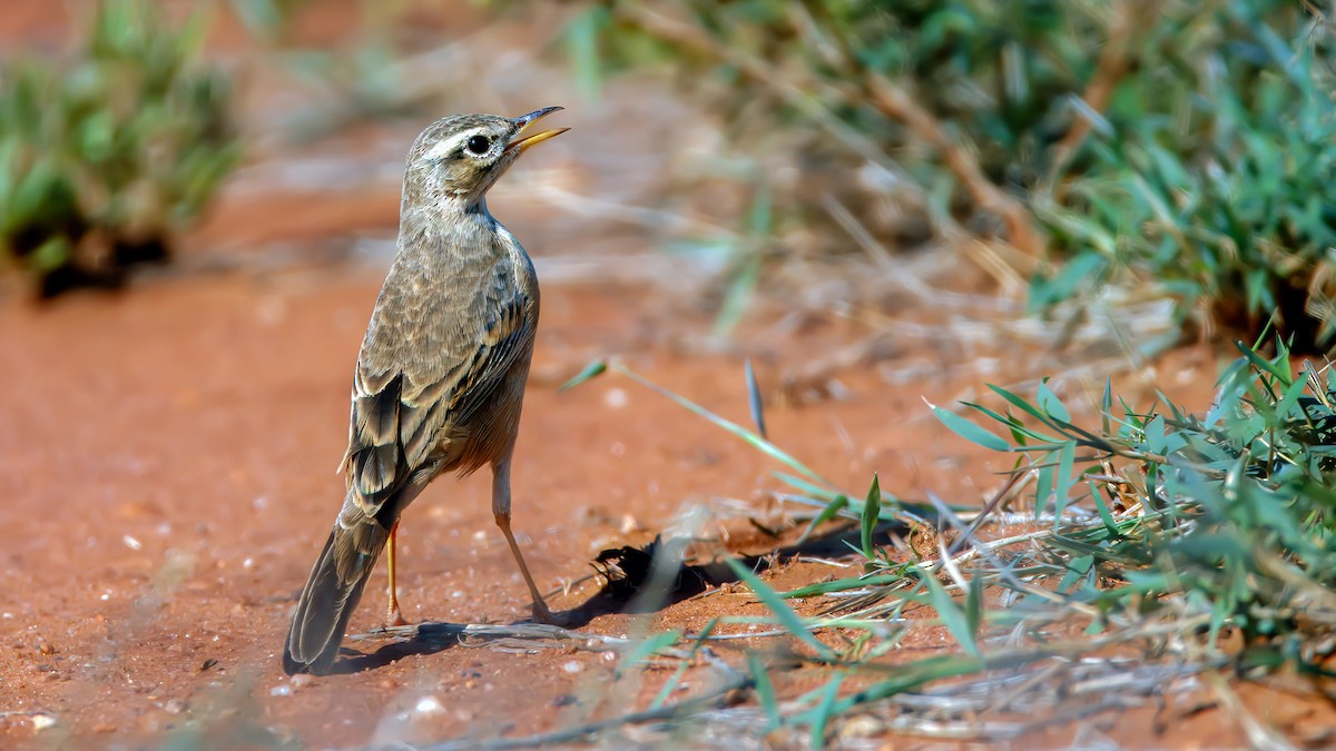 Plain-backed Pipit - ML628934852