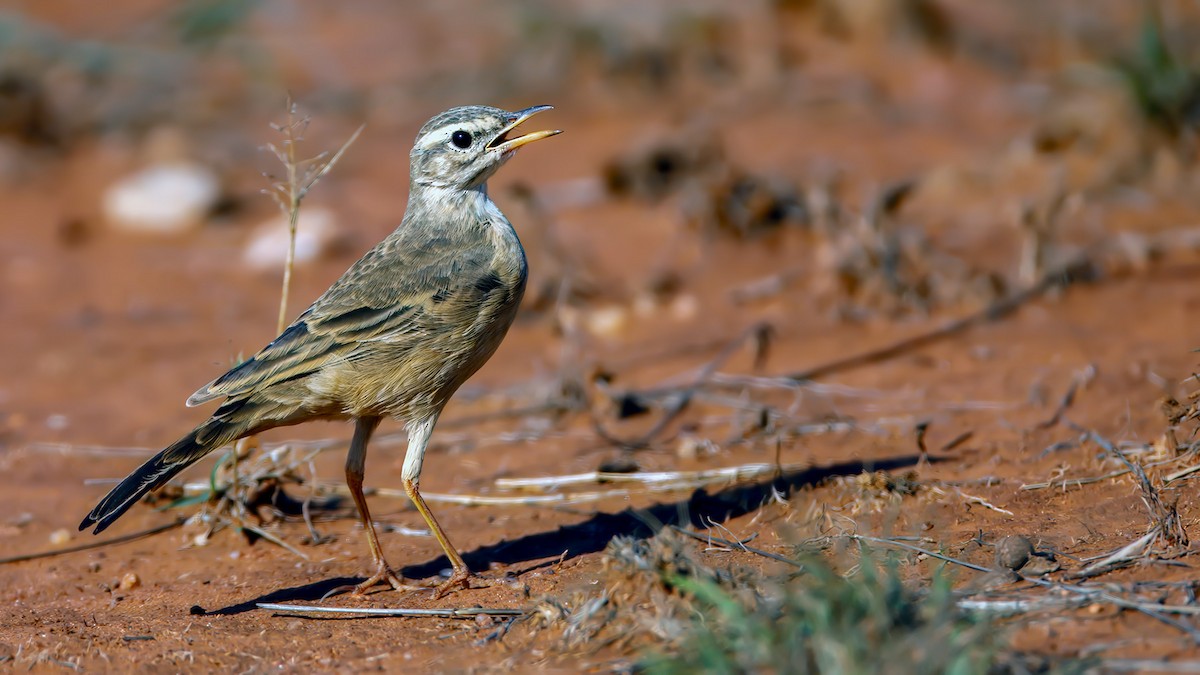 Plain-backed Pipit - ML628934854