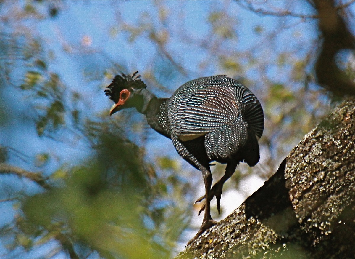 Eastern Crested Guineafowl - ML628934938